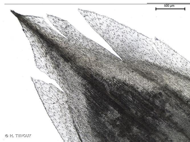 <i>Festuca acuminata</i> Gaudin, 1811 © H. TINGUY