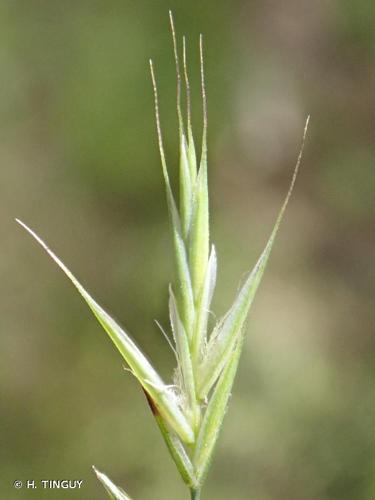 <i>Festuca heterophylla</i> Lam., 1779 © H. TINGUY