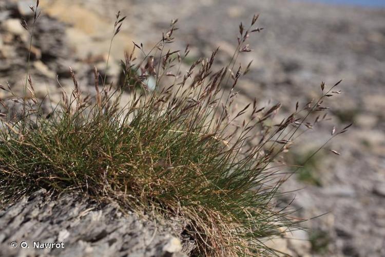 <i>Festuca pumila</i> Chaix, 1785 © O. Nawrot