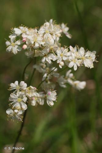 <i>Filipendula vulgaris</i> Moench, 1794 © S. Filoche