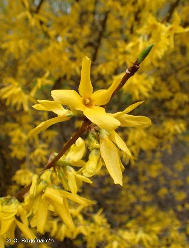<i>Forsythia </i>x<i> intermedia</i> Zabel, 1885 © O. Roquinarc'h
