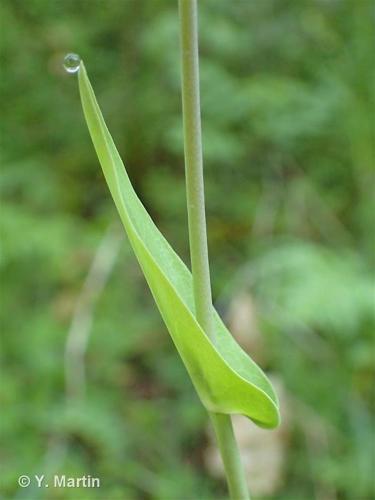 <i>Fourraea alpina</i> (L.) Greuter & Burdet, 1984 © 