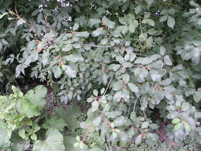 <i>Frangula alnus</i> Mill., 1768 © P. Rouveyrol