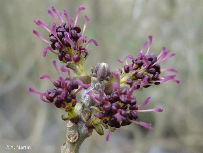 <i>Fraxinus excelsior</i> L., 1753 © 