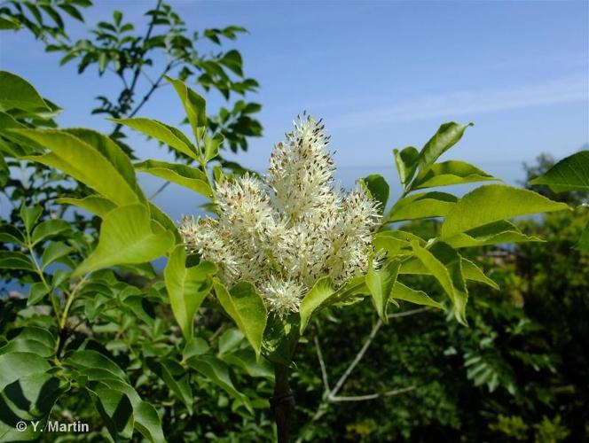 <i>Fraxinus ornus</i> L., 1753 © 
