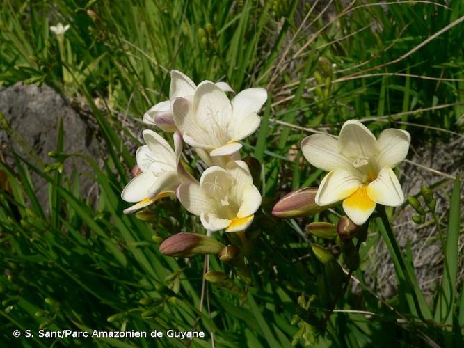 <i>Freesia alba</i> (G.L.Mey.) Gumbl., 1896 © S. Sant/Parc Amazonien de Guyane