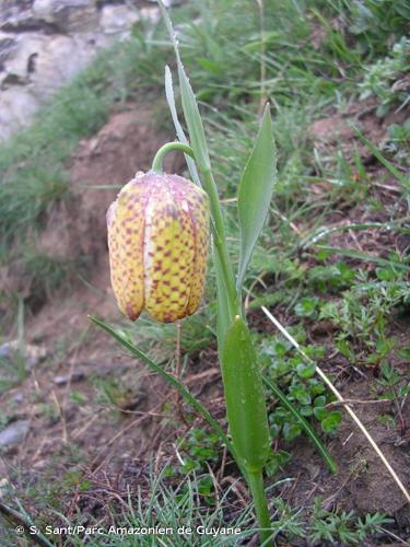 <i>Fritillaria moggridgei</i> Baker, 1879 © S. Sant/Parc Amazonien de Guyane