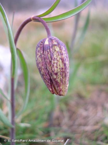 <i>Fritillaria montana</i> Hoppe, 1832 © S. Sant/Parc Amazonien de Guyane