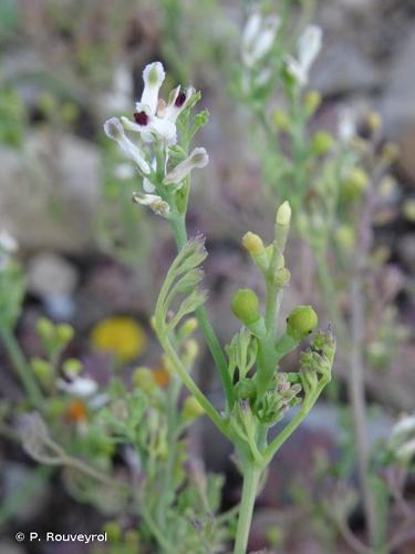 <i>Fumaria parviflora</i> Lam., 1788 © P. Rouveyrol