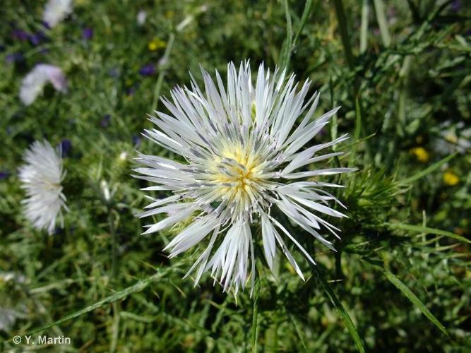 <i>Galactites tomentosus</i> Moench, 1794 [nom. cons.] © 