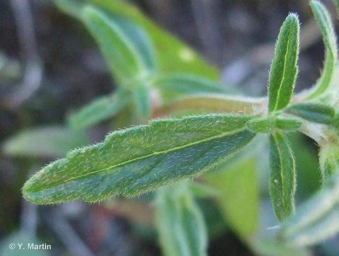 <i>Galeopsis angustifolia</i> Ehrh. ex Hoffm., 1804 © 