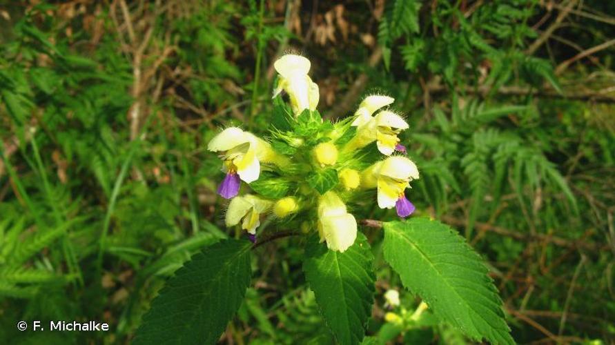 <i>Galeopsis speciosa</i> Mill., 1768 © F. Michalke