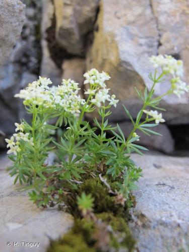 <i>Galium anisophyllon</i> Vill., 1779 © H. Tinguy