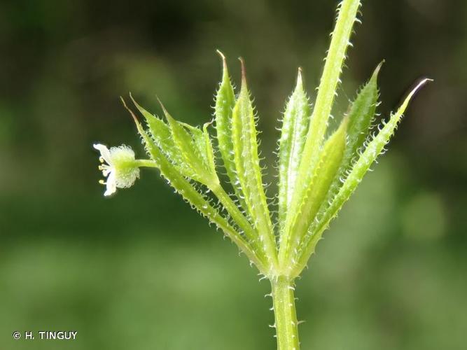<i>Galium aparine</i> L., 1753 © H. TINGUY