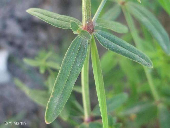 <i>Galium boreale</i> L., 1753 © 