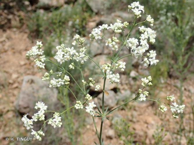 <i>Galium glaucum</i> L., 1753 © H. TINGUY