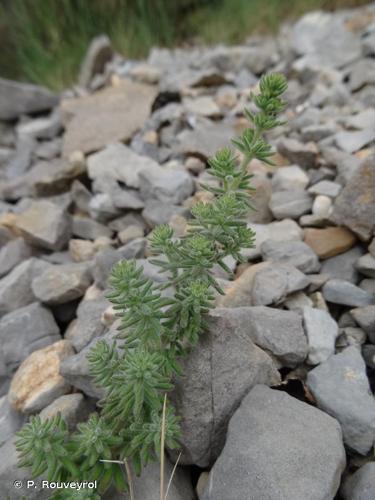 <i>Galium maritimum</i> L., 1767 © P. Rouveyrol