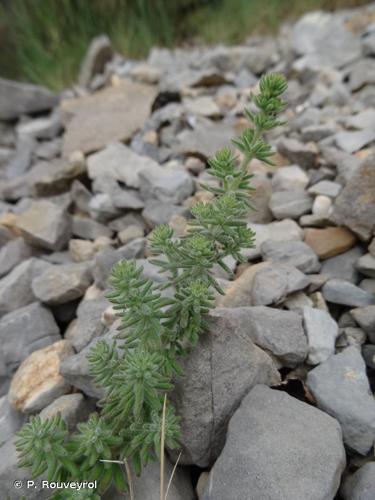 <i>Galium maritimum</i> L., 1767 © P. Rouveyrol