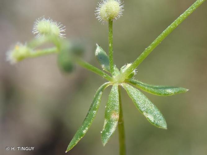 <i>Galium minutulum</i> Jord., 1846 © H. TINGUY