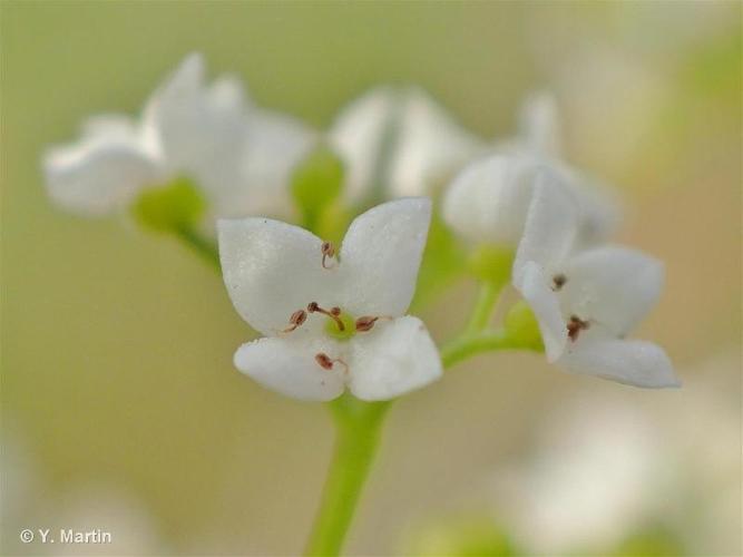 <i>Galium palustre</i> L., 1753 © 