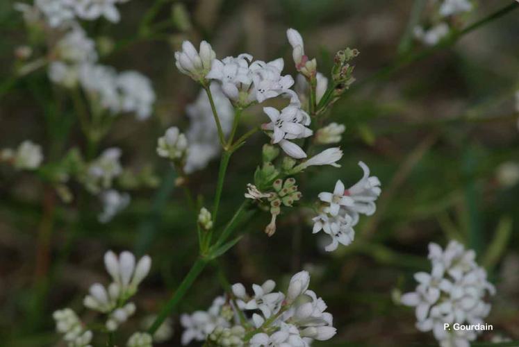 <i>Galium pumilum</i> Murray, 1770 © P. Gourdain