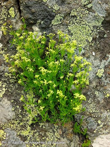 <i>Galium tendae</i> Rchb.f., 1855 © S. Sant/Parc Amazonien de Guyane