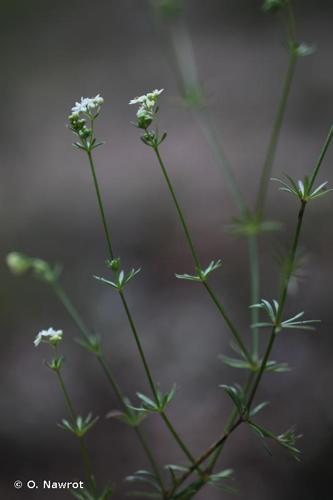 <i>Galium timeroyi</i> Jord., 1846 © O. Nawrot