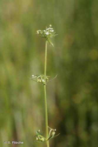 <i>Galium tricornutum</i> Dandy, 1957 © S. Filoche