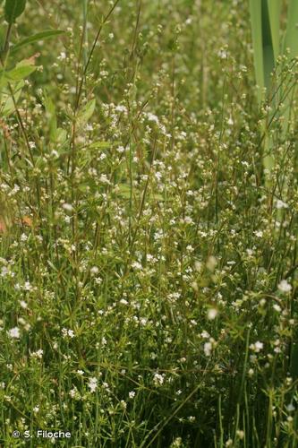 <i>Galium uliginosum</i> L., 1753 © S. Filoche