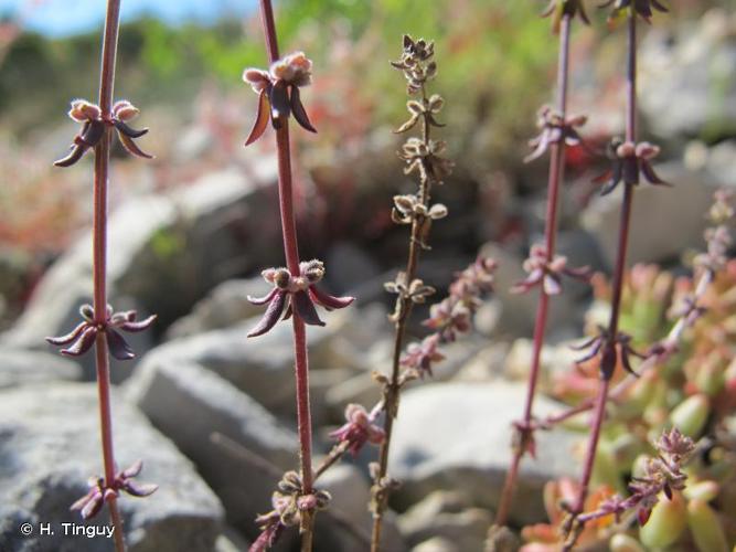 <i>Galium verticillatum</i> Danthoine ex Lam., 1788 © H. Tinguy