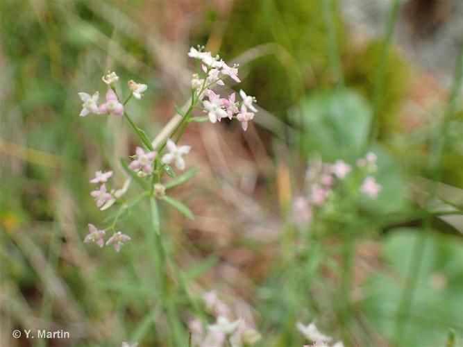 <i>Galium </i>x<i> centroniae</i> Cariot, 1879 © 