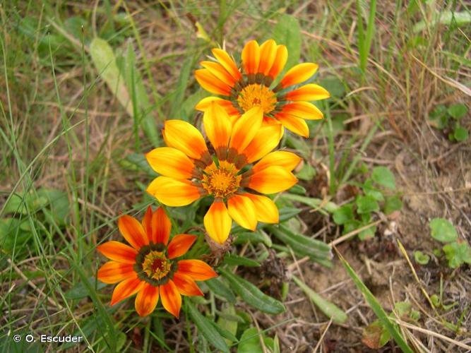 <i>Gazania rigens</i> (L.) Gaertn., 1791 © O. Escuder