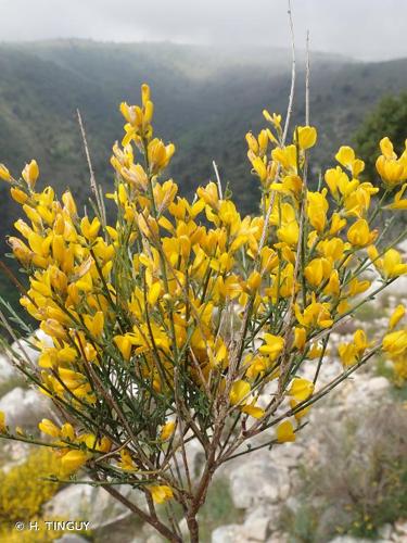 <i>Genista cinerea</i> (Vill.) DC., 1805 © H. TINGUY