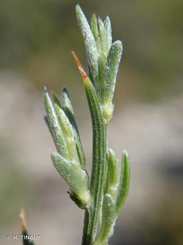 <i>Genista lobelii</i> DC., 1805 © H. TINGUY
