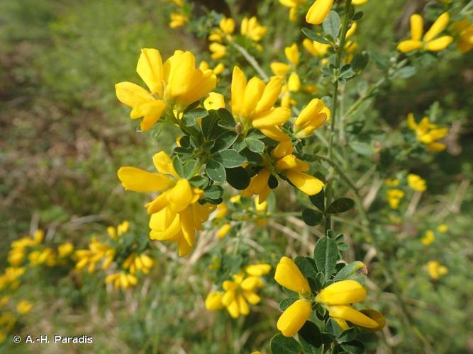 <i>Genista monspessulana</i> (L.) L.A.S.Johnson, 1962 © A.-H. Paradis