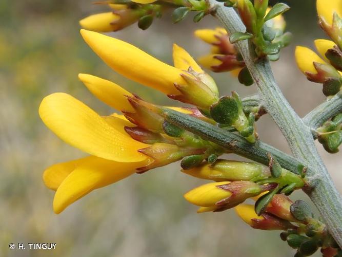 <i>Genista scorpius</i> (L.) DC., 1805 © H. TINGUY