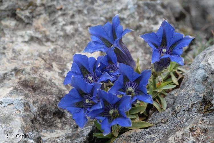 <i>Gentiana angustifolia</i> Vill., 1787 © J. Carlin