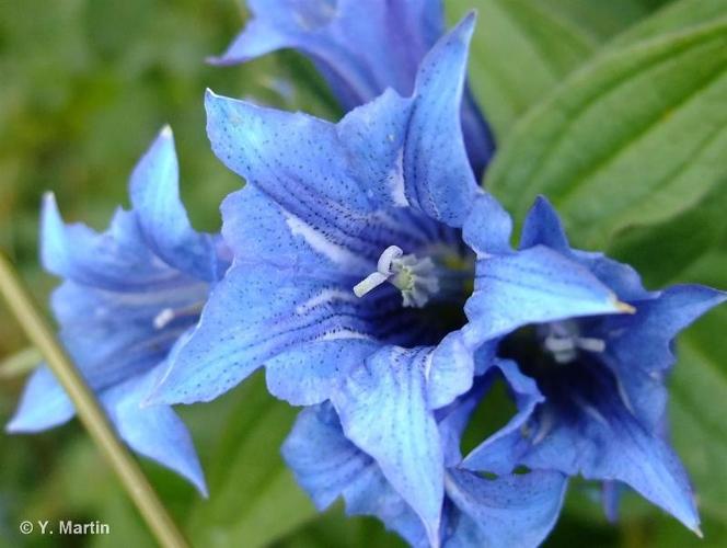 <i>Gentiana asclepiadea</i> L., 1753 © 