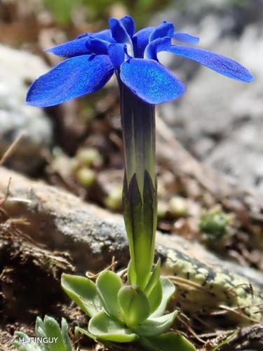 <i>Gentiana brachyphylla</i> Vill., 1779 © H. TINGUY