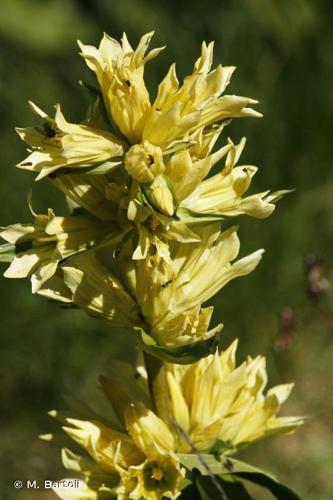 <i>Gentiana burseri</i> Lapeyr., 1813 © M. Bartoli