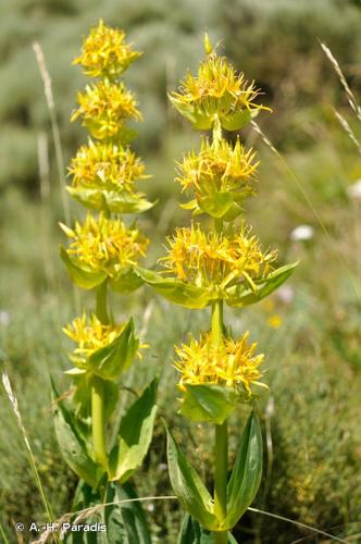 <i>Gentiana lutea</i> L., 1753 © A.-H. Paradis