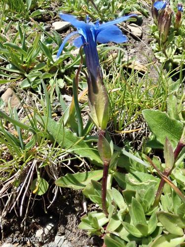 <i>Gentiana rostanii</i> Reut. ex Verl., 1872 © H. TINGUY