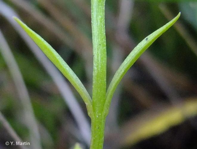 <i>Gentianopsis ciliata</i> (L.) Ma, 1951 © 