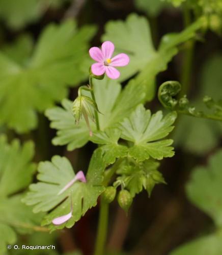 <i>Geranium lucidum</i> L., 1753 © O. Roquinarc'h