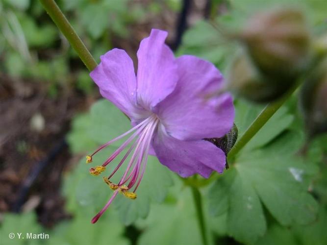 <i>Geranium macrorrhizum</i> L., 1753 © 