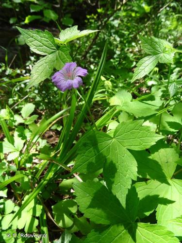 <i>Geranium nodosum</i> L., 1753 © P. Rouveyrol