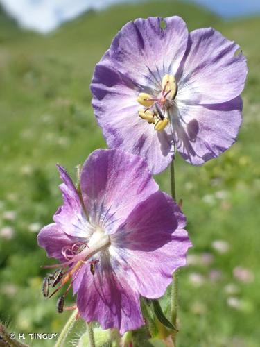 <i>Geranium phaeum</i> L., 1753 © H. TINGUY