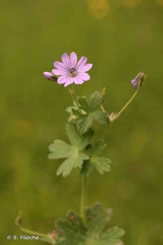 <i>Geranium pyrenaicum</i> Burm.f., 1759 [nom. et typ. cons.] © S. Filoche