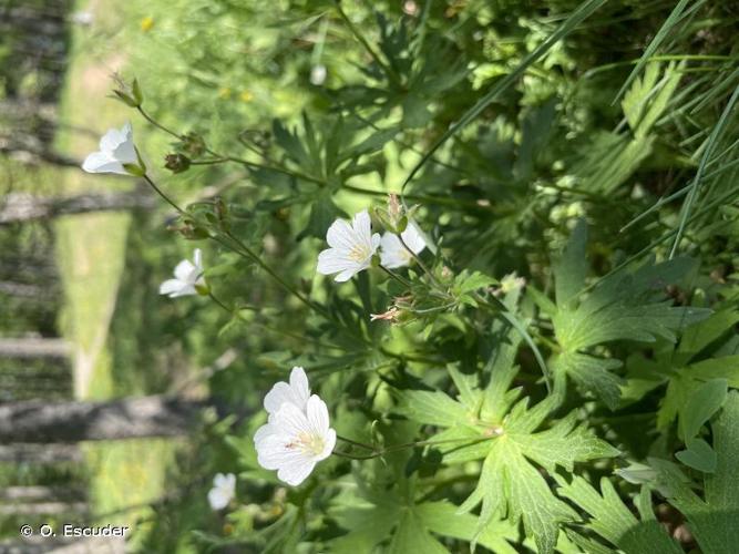 <i>Geranium rivulare</i> Vill., 1779 © O. Escuder