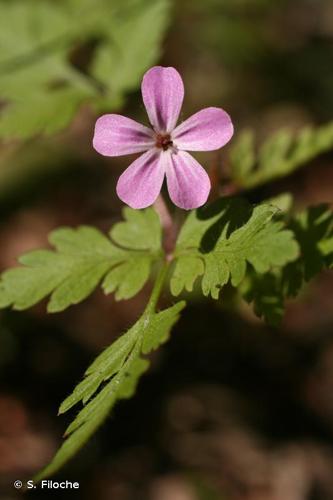 <i>Geranium robertianum</i> L., 1753 © S. Filoche